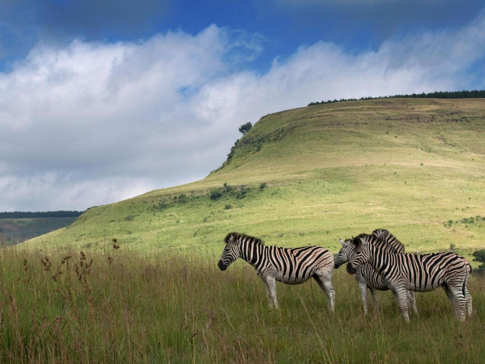 Zulu Waters Game Reserve Villa Estcourt Exterior photo